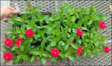 Impatiens NC