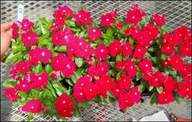 Impatiens vf