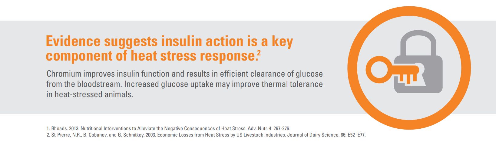 Insulin Action Graphic