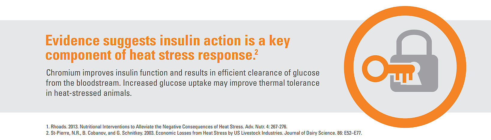 Insulin Action Graphic