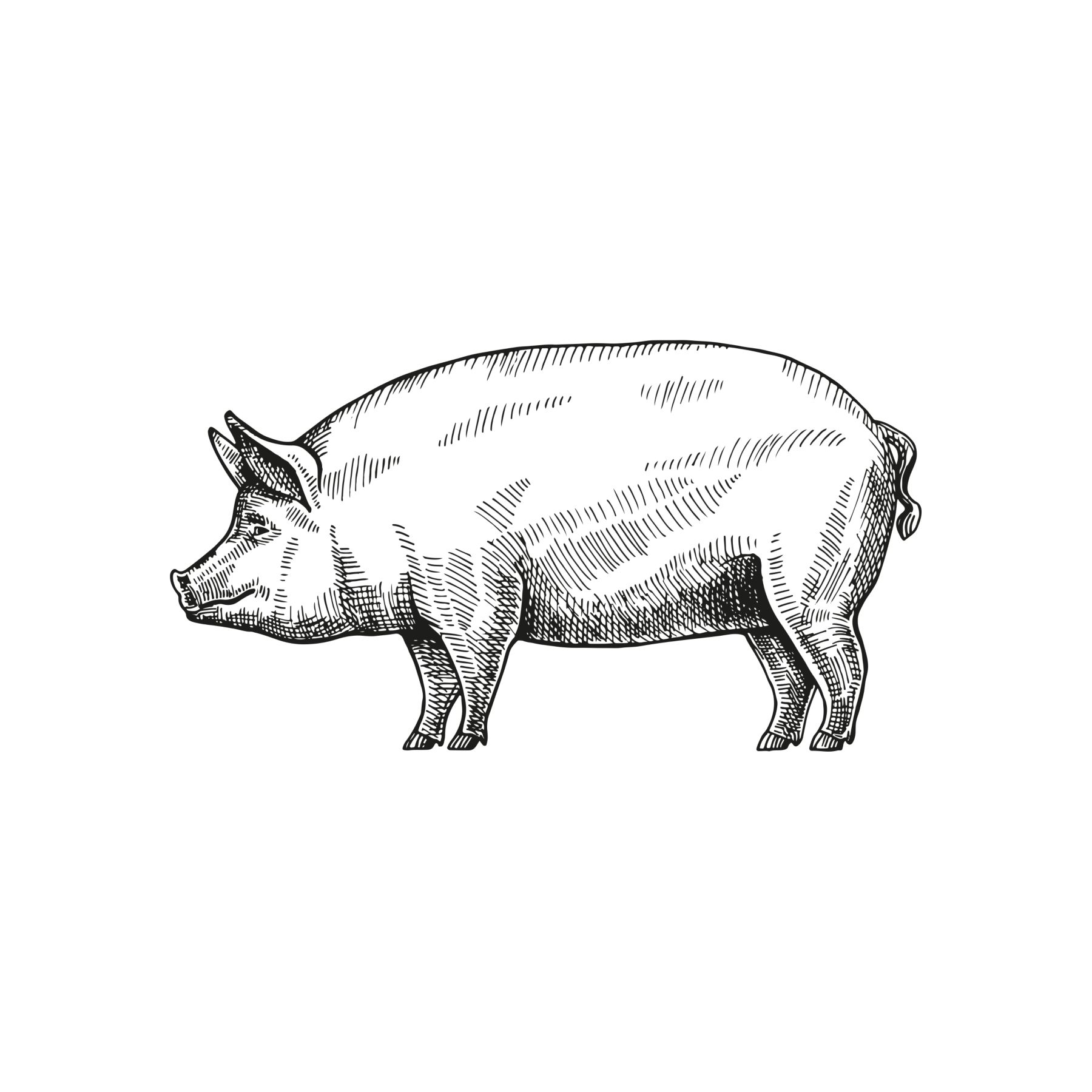 Intestinal Health_Swine2 shutterstock_2128734938