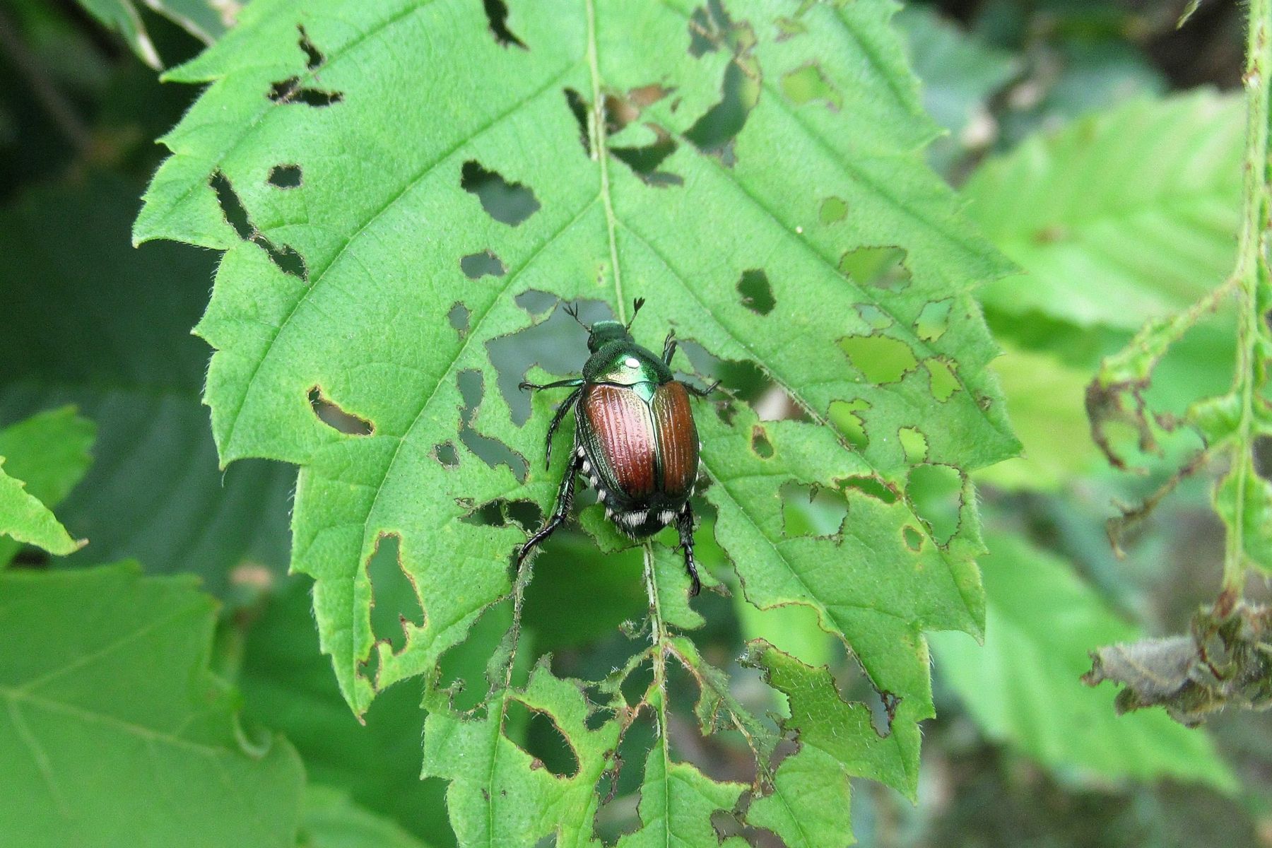 Japanese Beetle