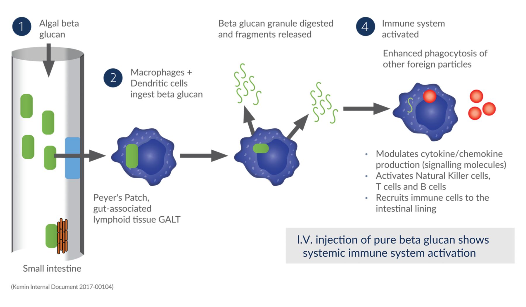 KAA Aleta How Algae Bea Glucan Works Infographic