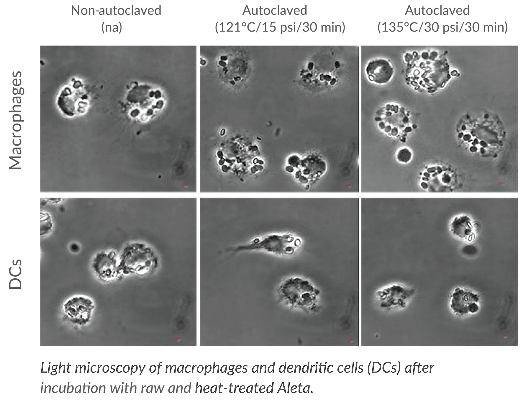 KAA Aleta Light microscopy of macrophages and dendritic cells with Aleta