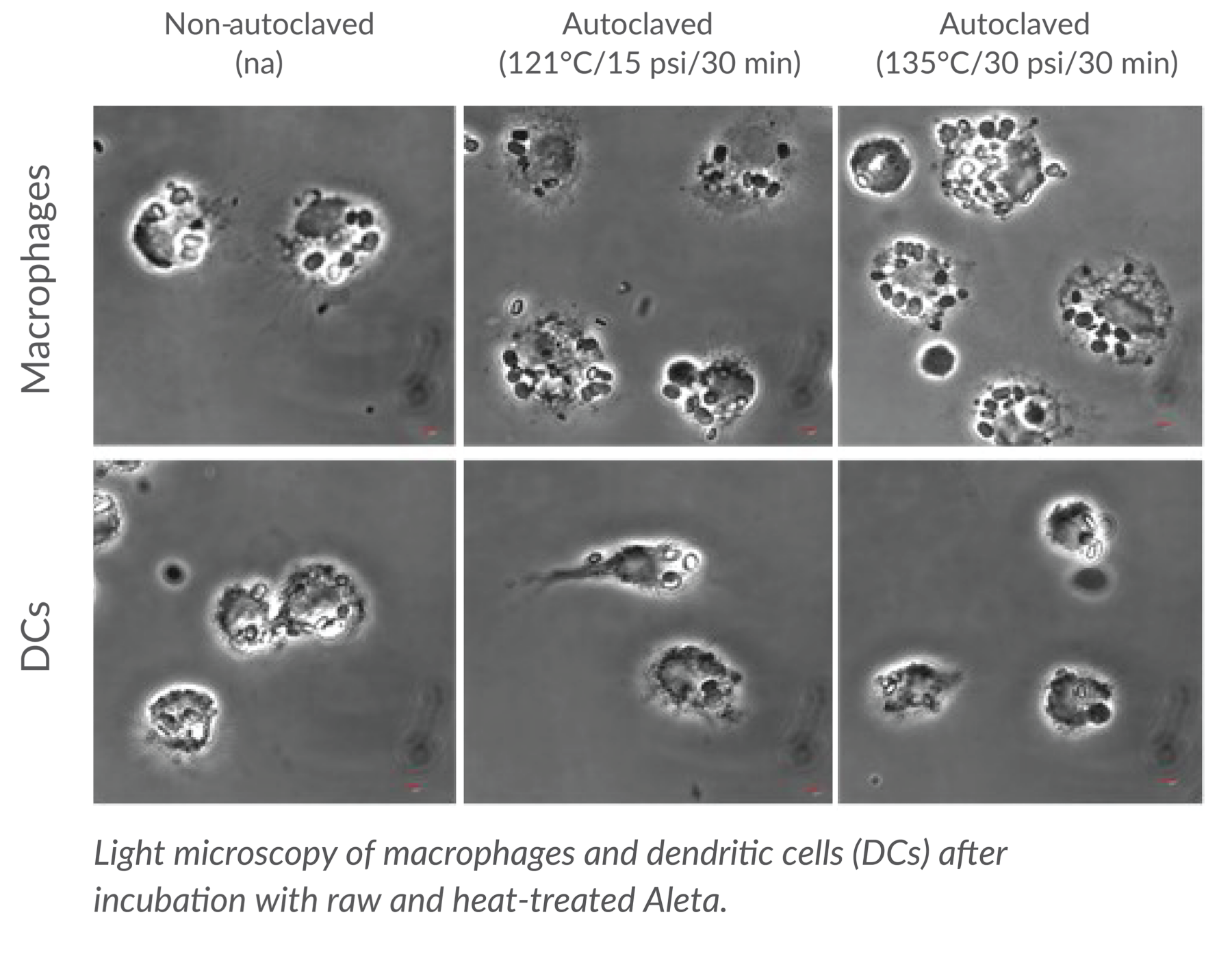 KAA Aleta Light microscopy of macrophages and dendritic cells with Aleta