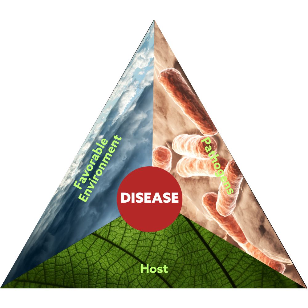 disease triangle