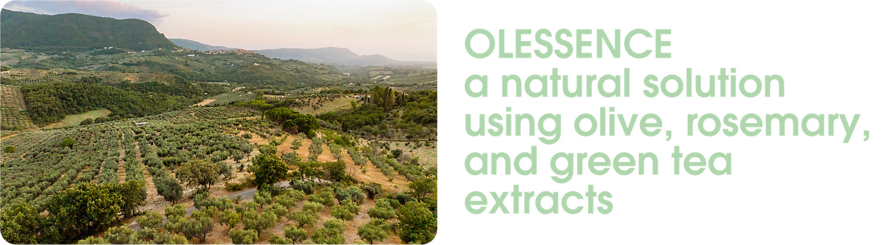 olive fields + natural extract