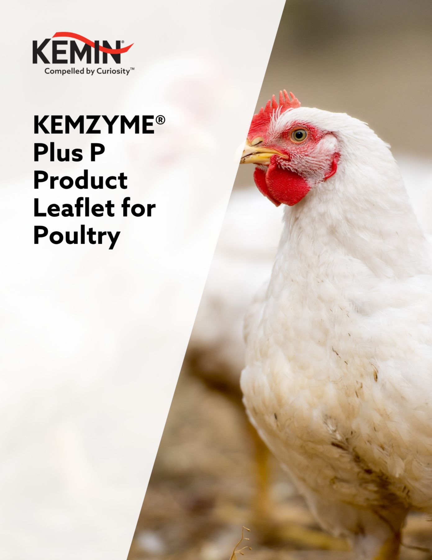 kemzyme plus p for poultry product leaflet