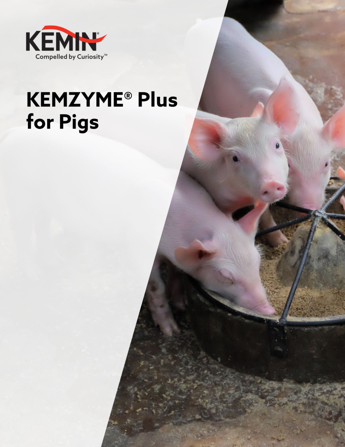 kemzyme plus for pigs product leaflet