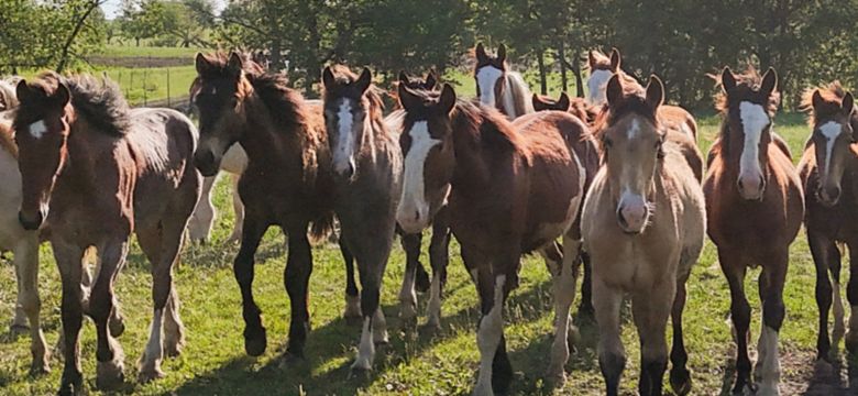 Herd of horses walking toward camera in green pasture