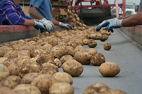 Slendesta Potatoes
