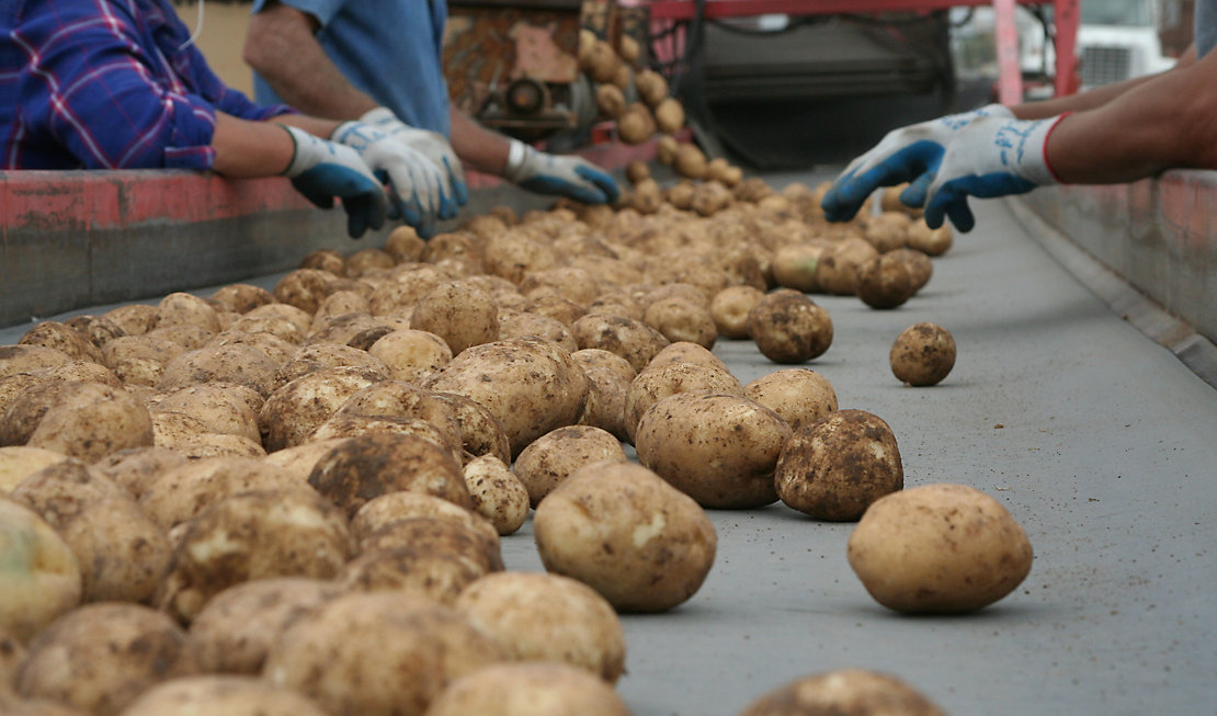 Slendesta Potatoes