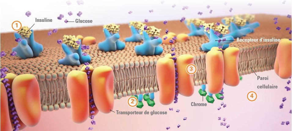 KemTRACE Chromium MOA_FR
