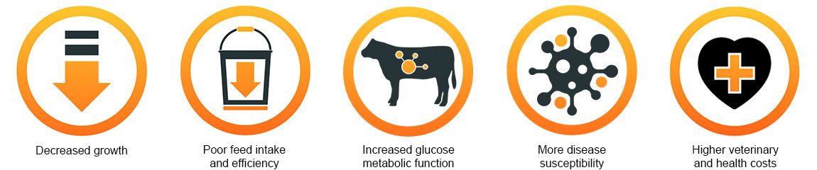 KemTRACE Chromium for Beef Immunity Challenges