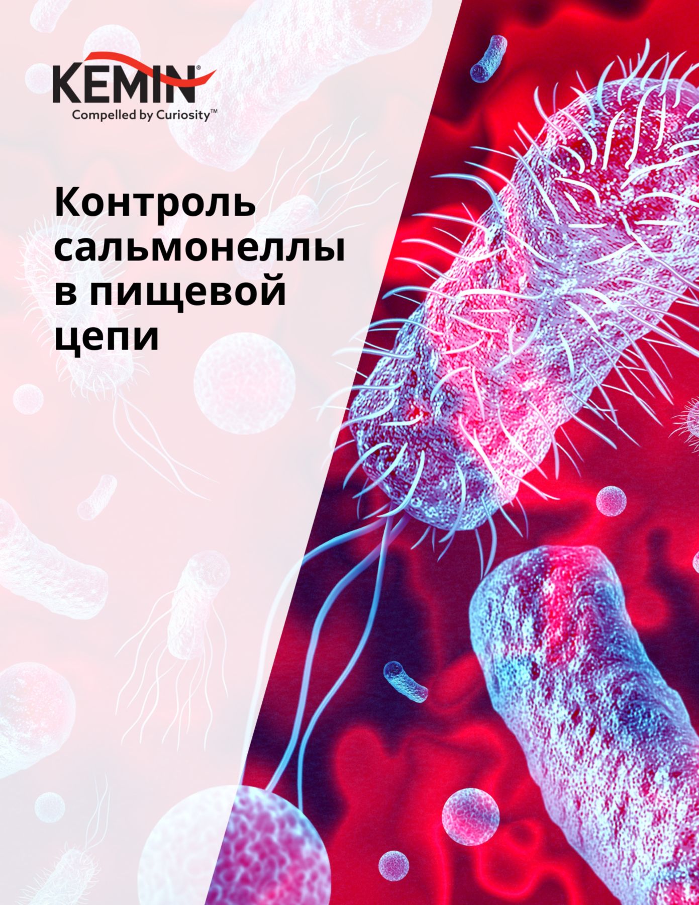 KAE RU - Salmonella PDF Thumbnail