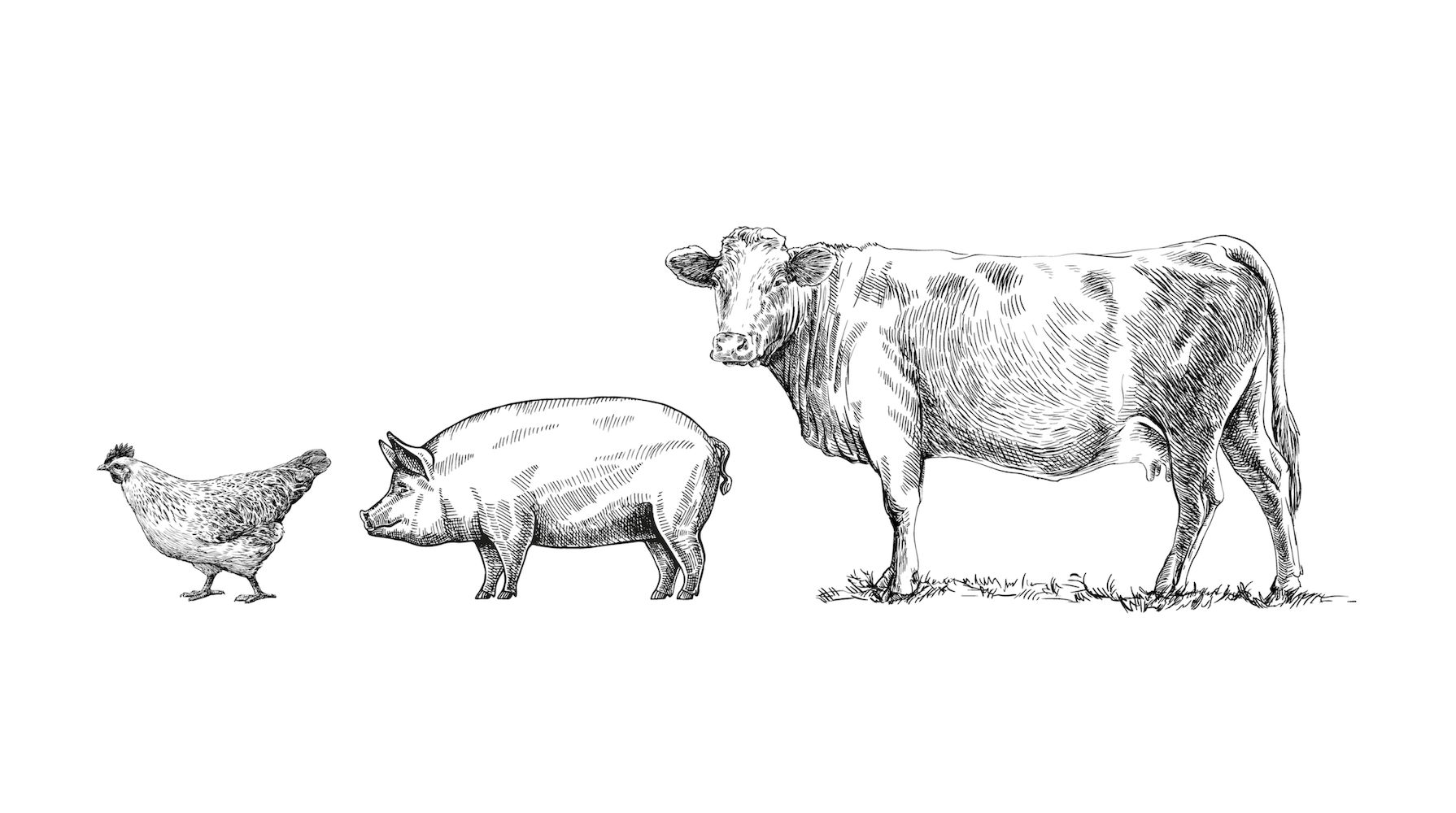 chicken-pig-cow