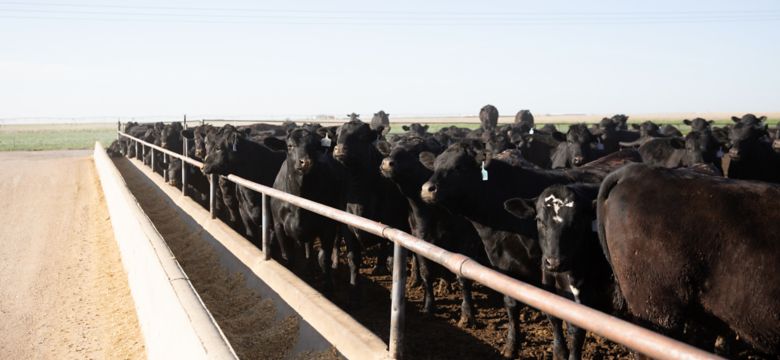 Black Feedlot Cattle