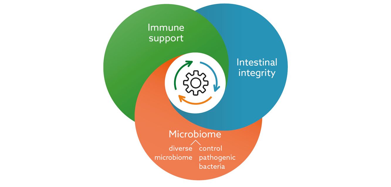 Kemin multifactorial strategy for effective weaning