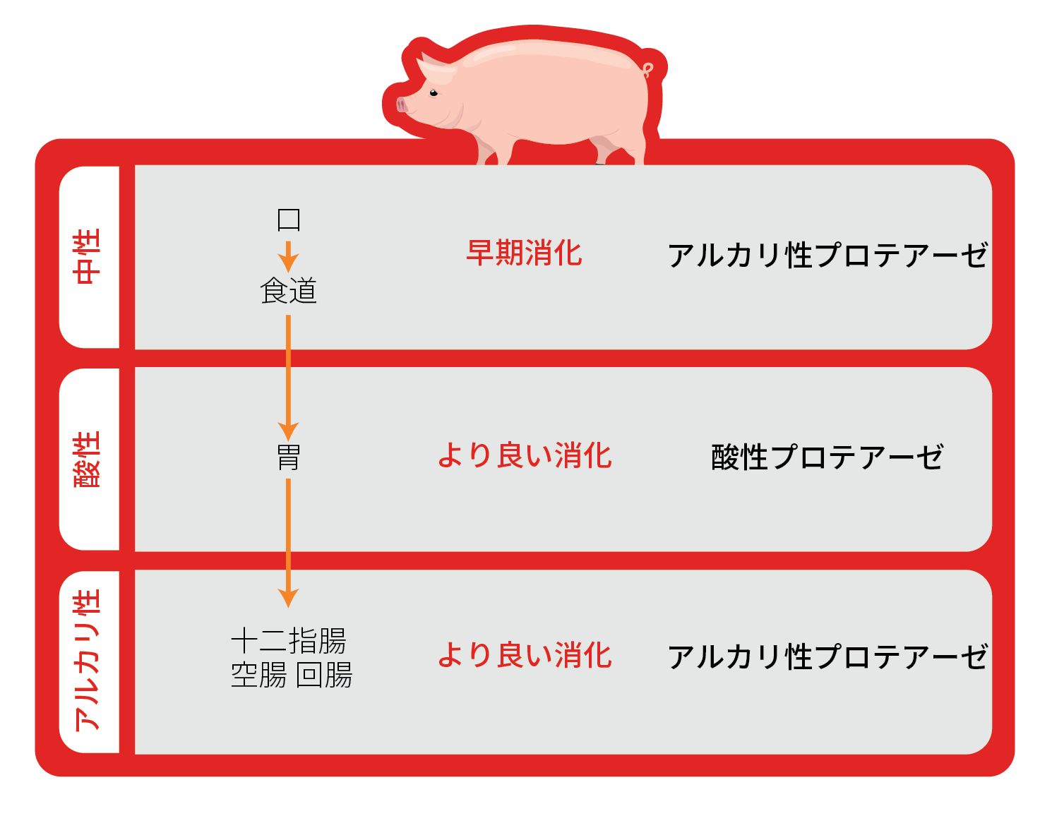 Kemzyme Protease Pig Chart JP edited
