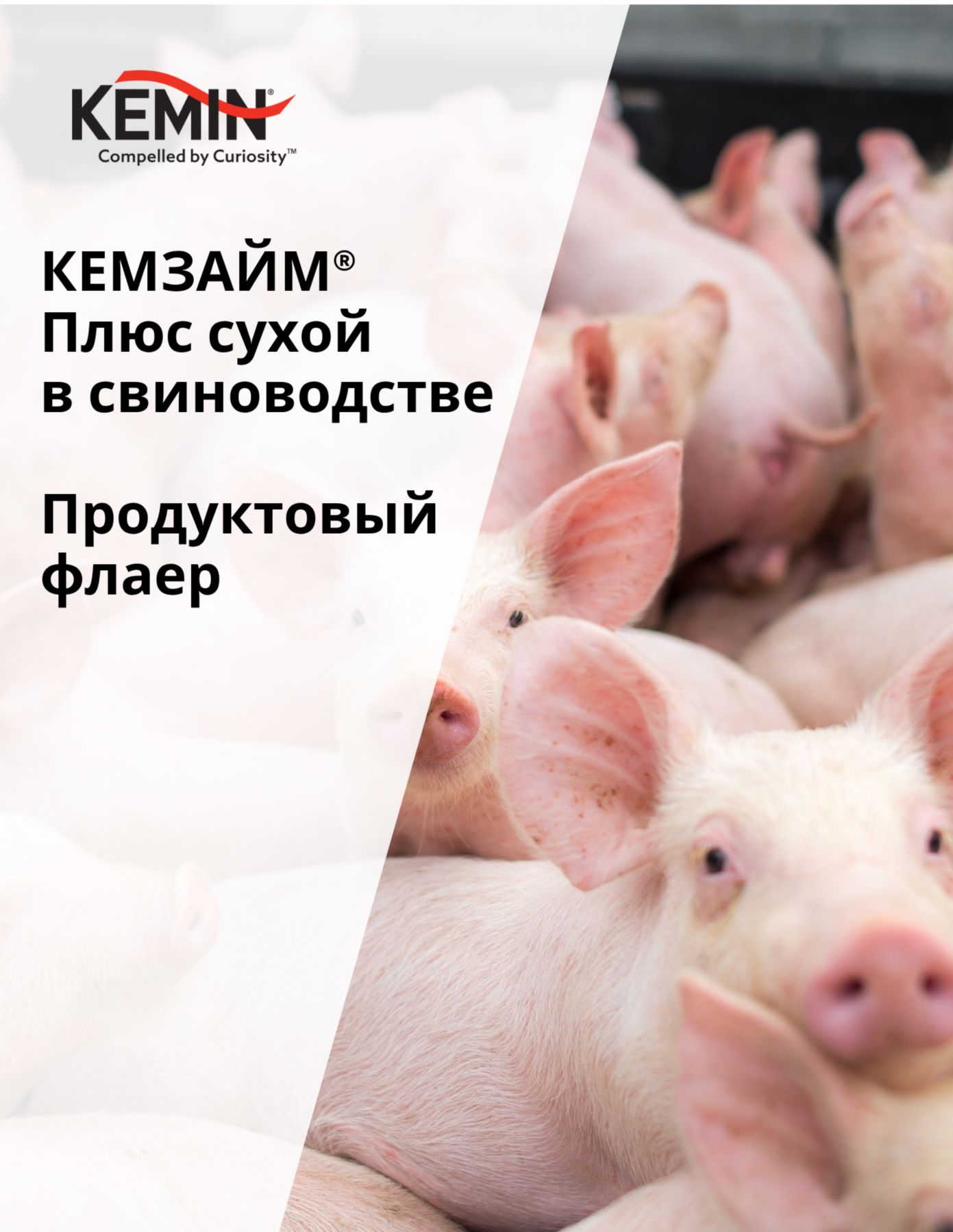 Copy of LYSOFORTE Leaflets - Maximise return on your feed through lower costs and increased efficiency