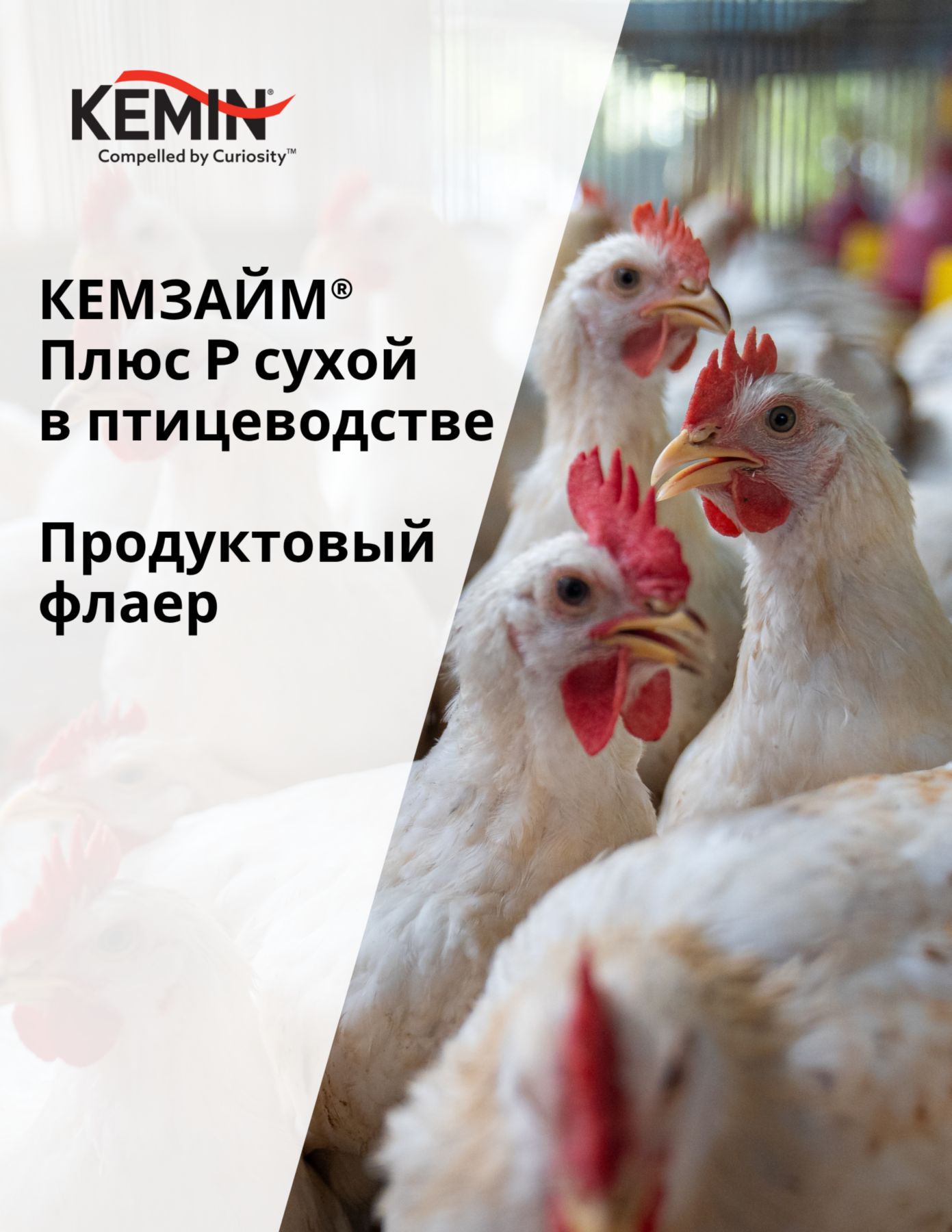 Copy of LYSOFORTE Leaflets - Maximise return on your feed through lower costs and increased efficiency