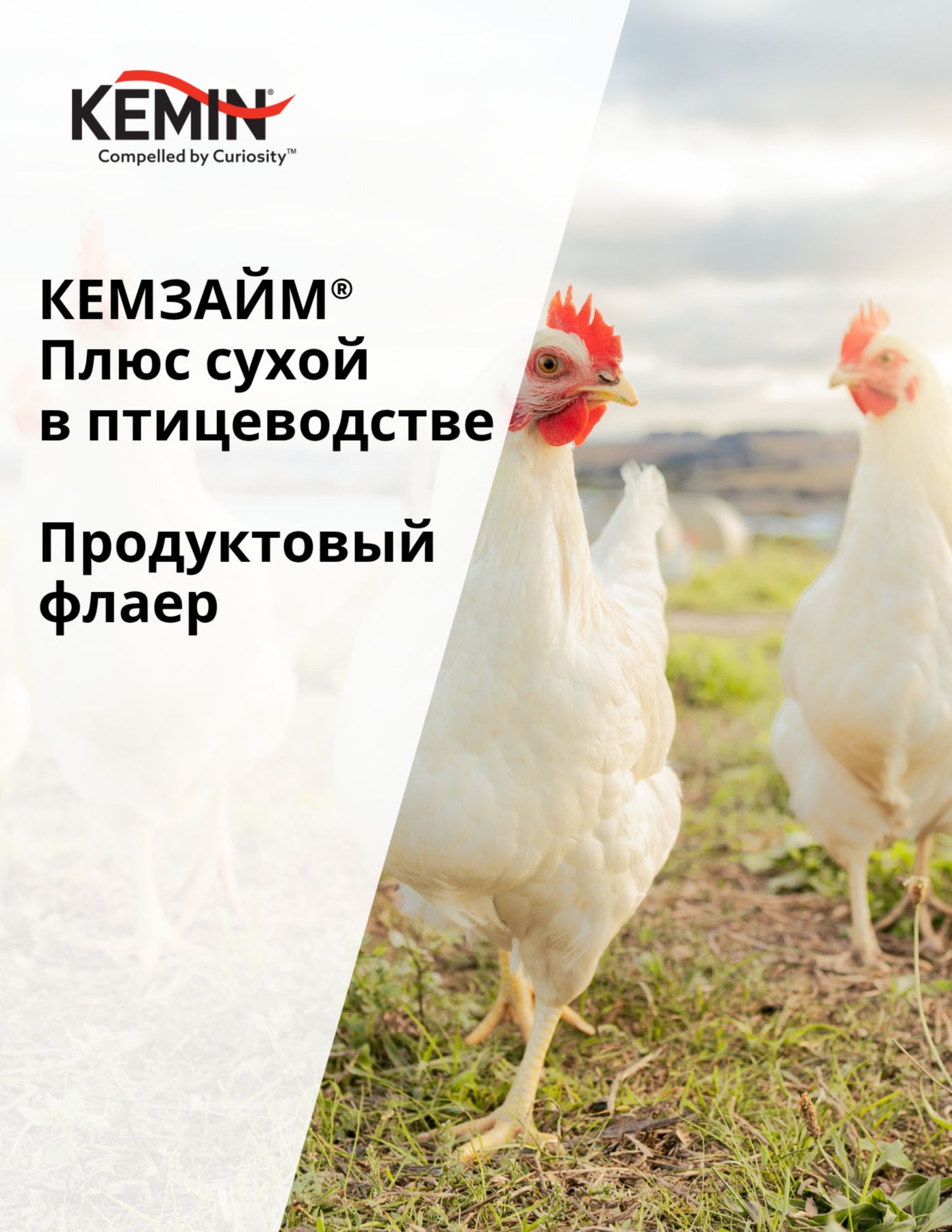 Copy of LYSOFORTE Leaflets - Maximise return on your feed through lower costs and increased efficiency