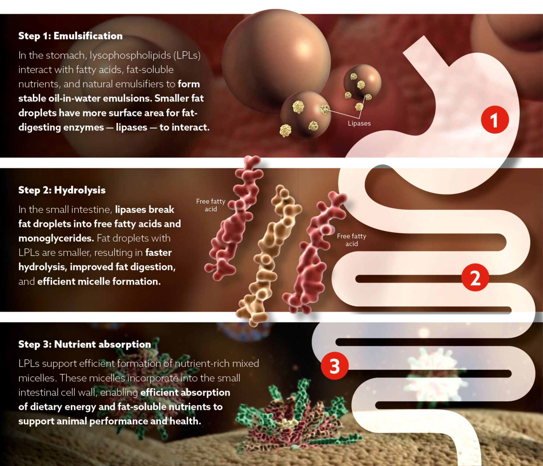 LYSOFORTE MOA Graphic