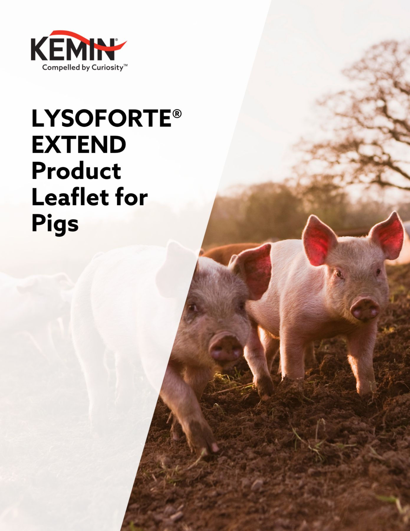 LYSOFORTE_EXTEND_Product_leaflet_pigs_thumbnail