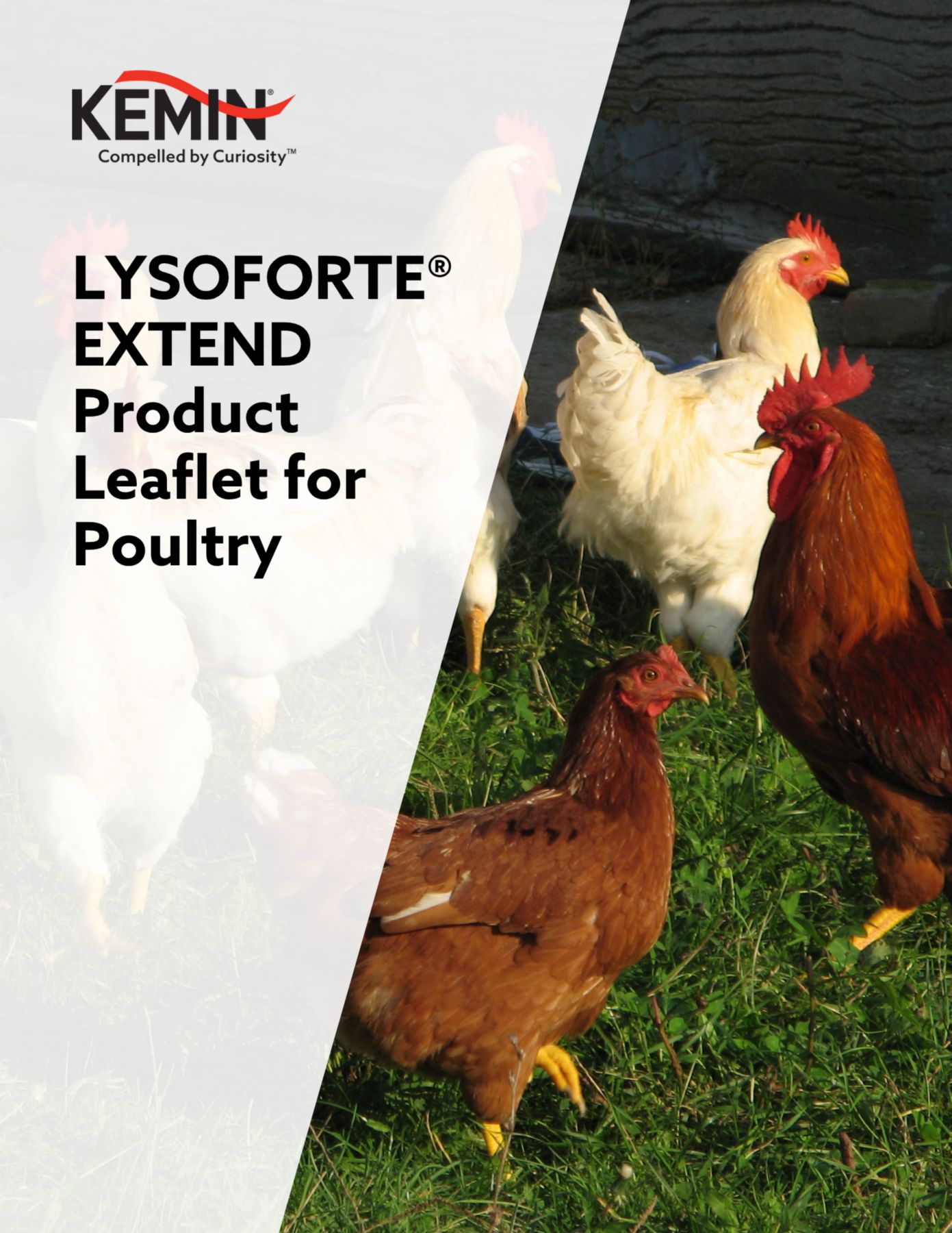 LYSOFORTE_EXTEND_Product_leaflet_poultry_thumbnail