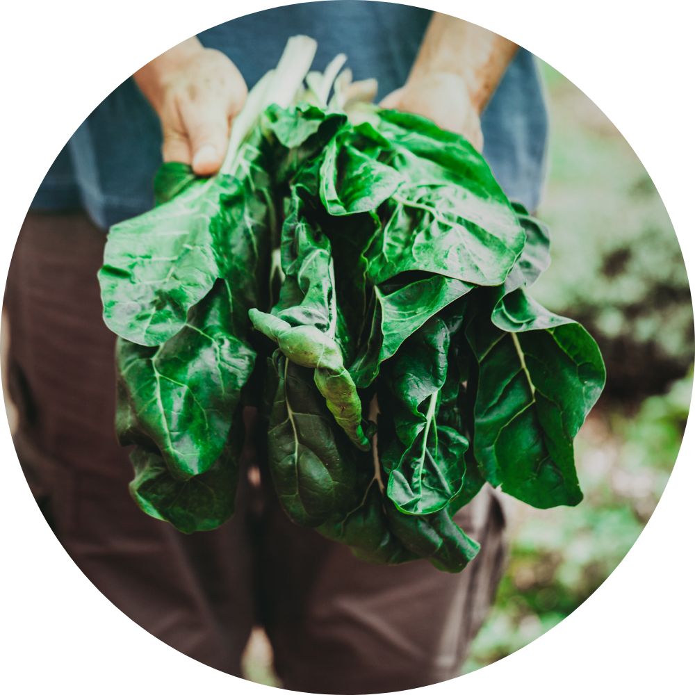 Lettuce round