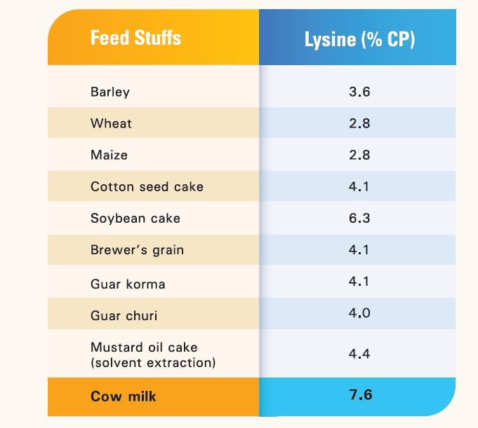 LysiGEMRumenProtectedFeed