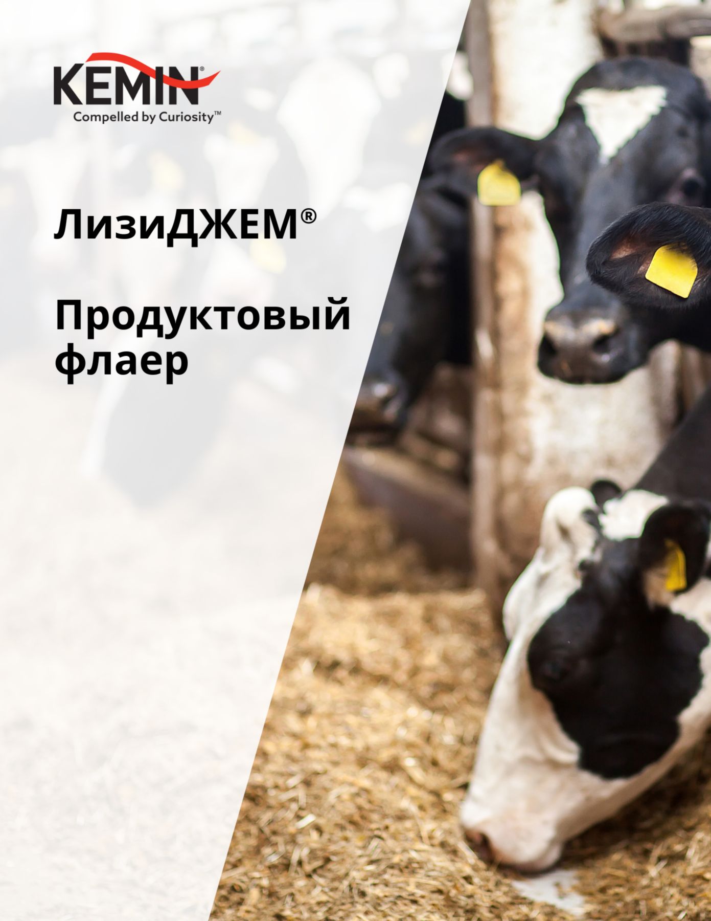 Copy of LYSOFORTE Leaflets - Maximise return on your feed through lower costs and increased efficiency