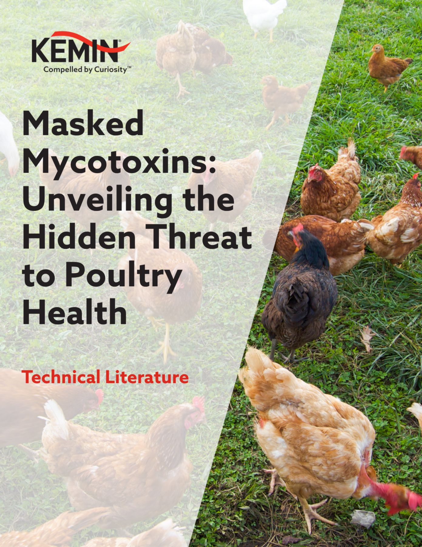 Masked Mycotoxins: Unveiling the Hidden Threat to Poultry Health