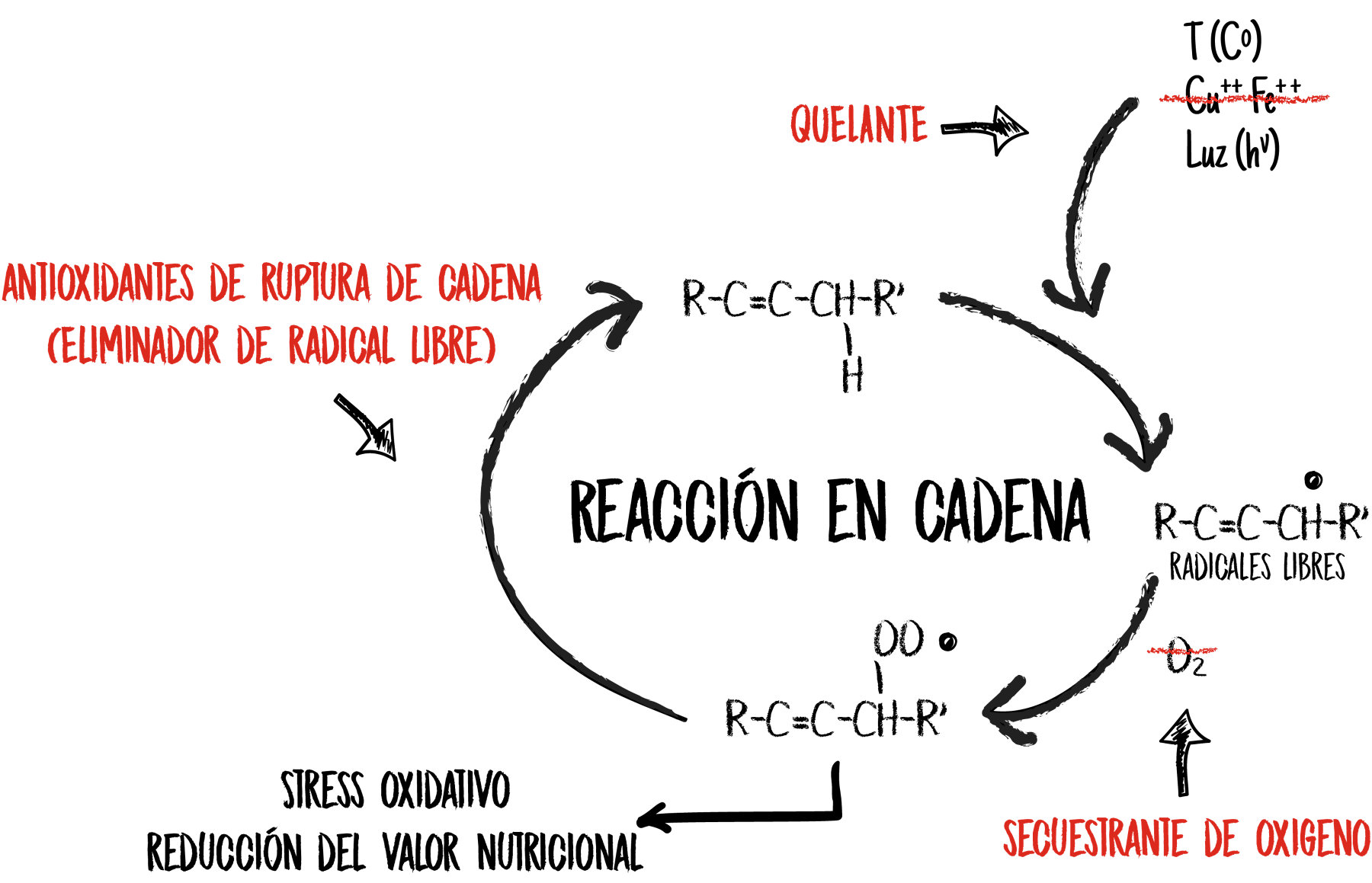 Mode of Action Graphic - Spanish