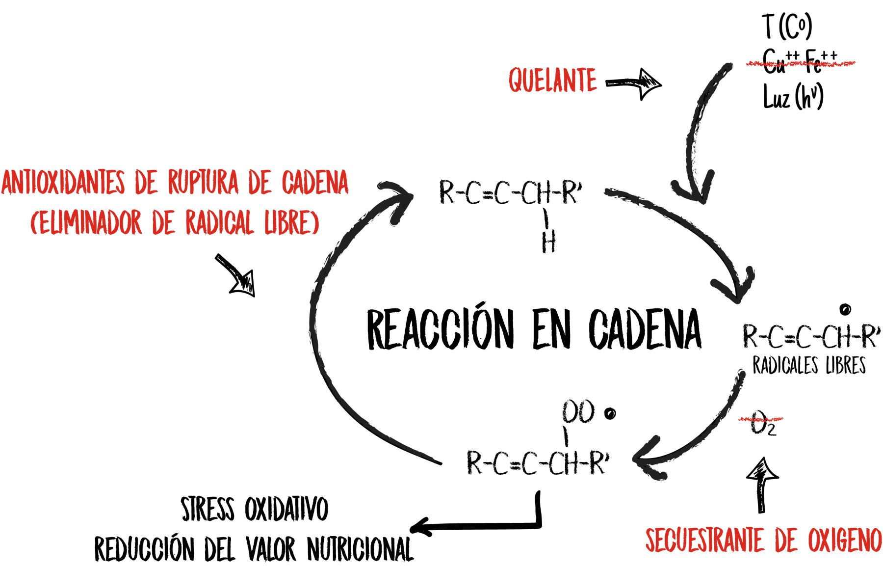 ModeofActionGraphic-Spanish