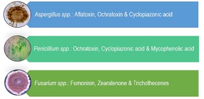 Mycotoxins that impacts the economics in poultry industry. Fungal name that precedes the mycotoxins represent its source.