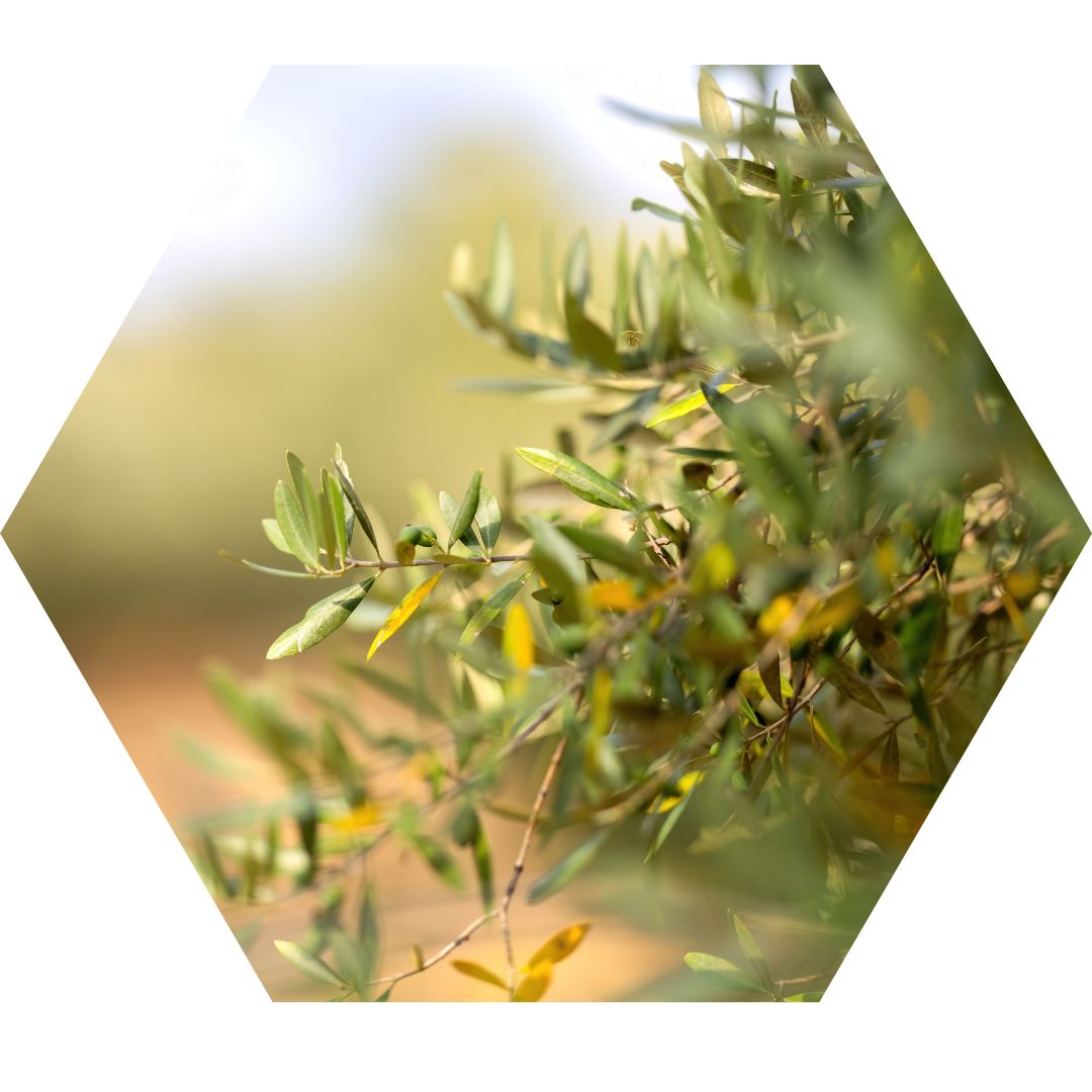 OLESSENCE B Liquid (Hexagon)