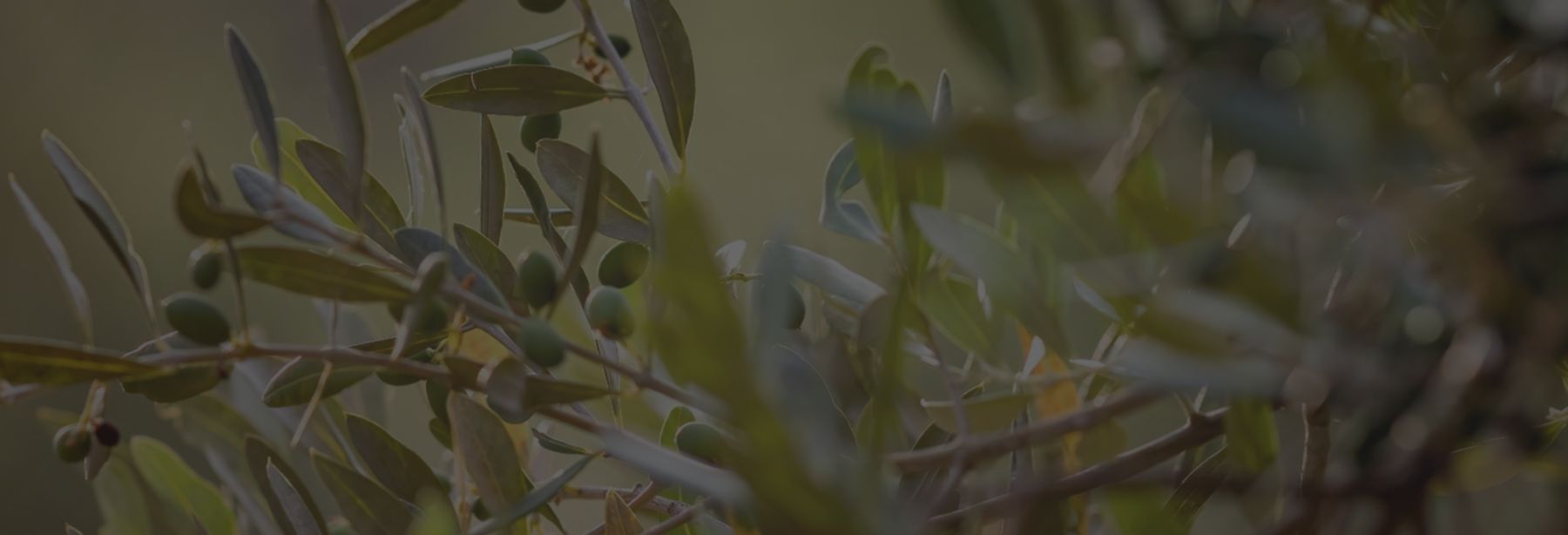 OLESSENCE_Banner - 1