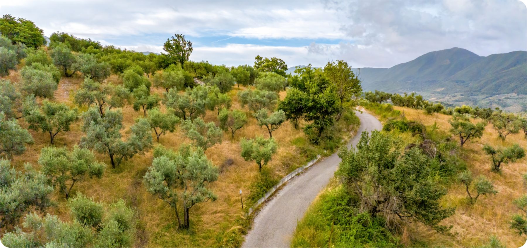 olive trees