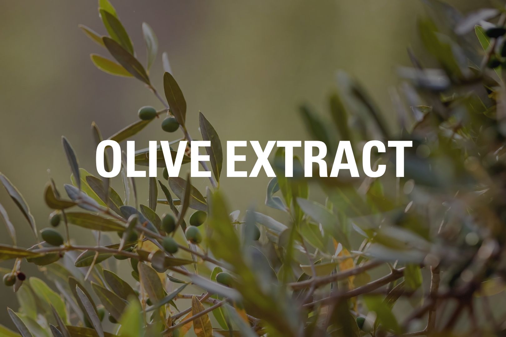 Olive_Tile