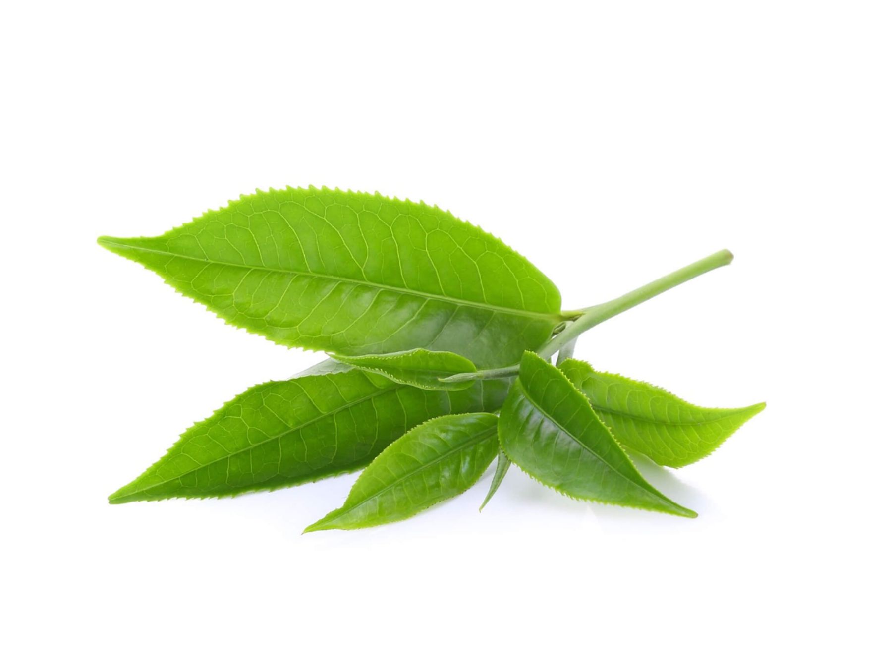 Oxidation-Control-Solution_Green-Tea-Extract