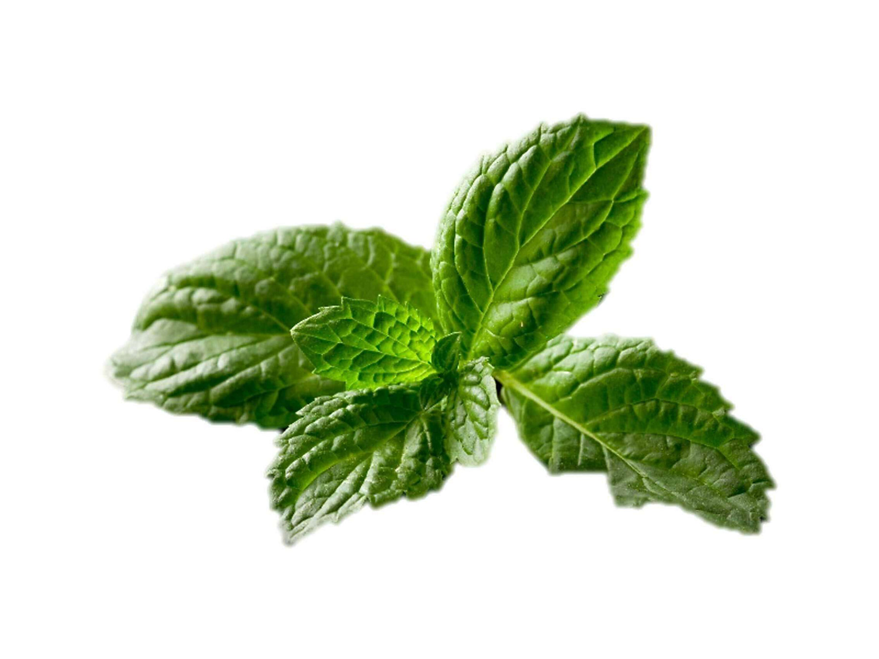 Oxidation-Control-Solution_Spearmint-Extract