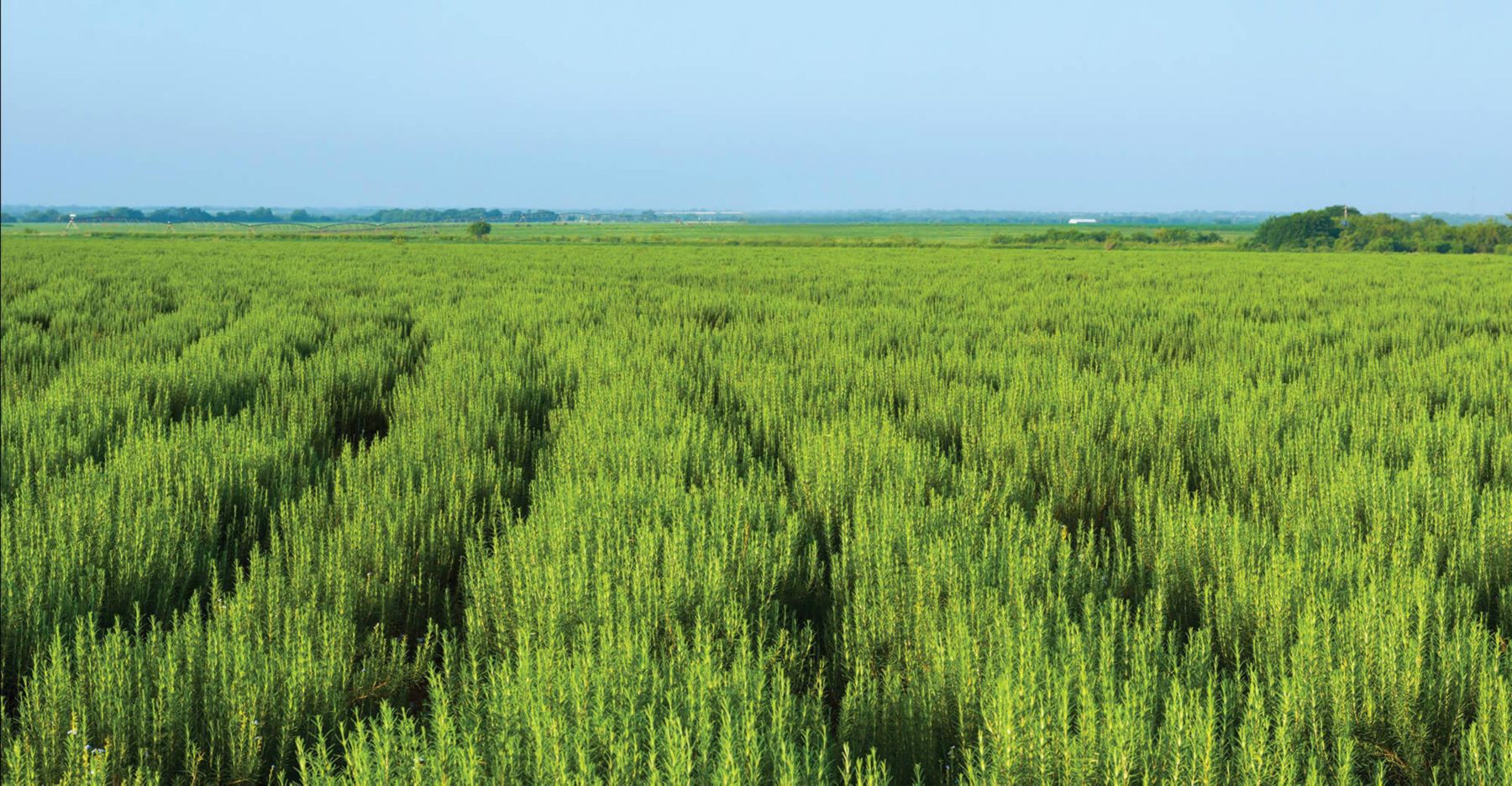 PLANTSCIENCE_BANNER_FIN