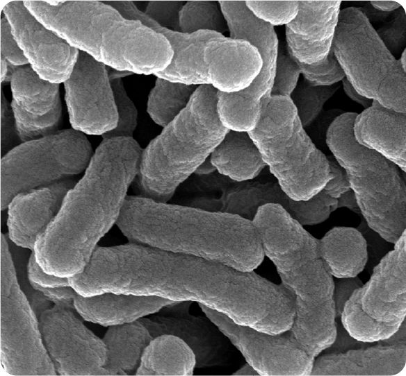PROSIDIUM Antimicrobial Mechanism (Control)