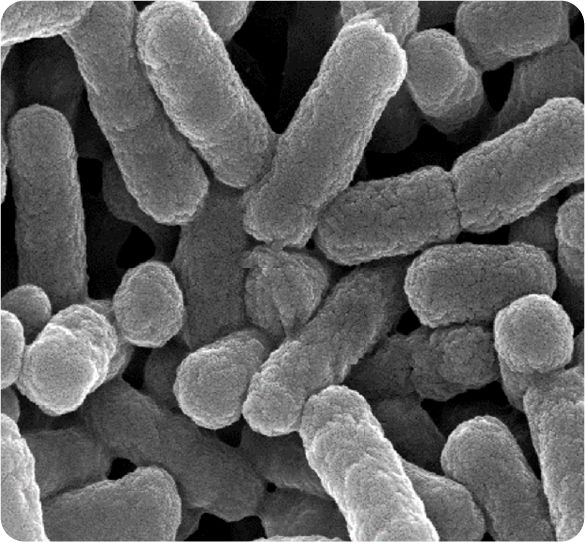 PROSIDIUM Antimicrobial Mechanism (Organic Acid)