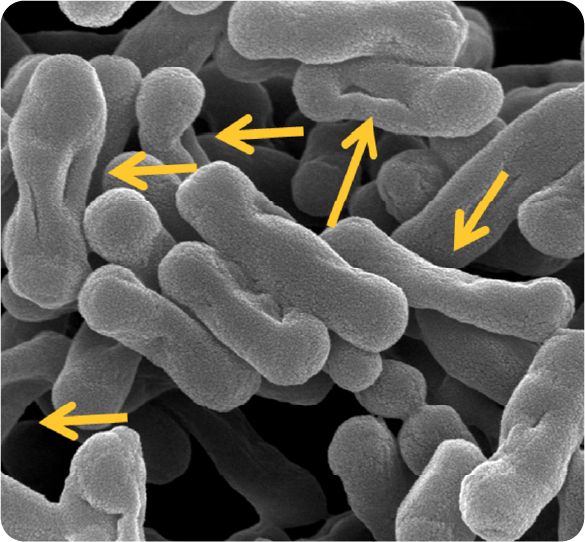 PROSIDIUM Antimicrobial Mechanism (PROSIDIUM)