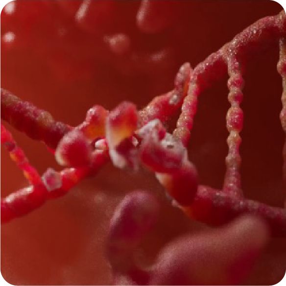 PROSIDIUM MOA 3