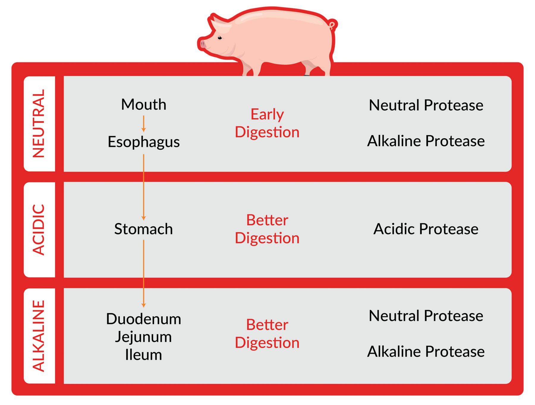 PROTEIN EFFICIENCY AND PROTEIN NUTRIENT swine infographic