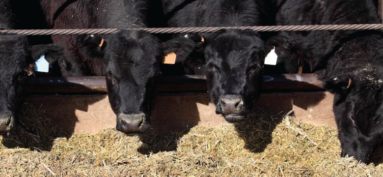 Page Header-Beef