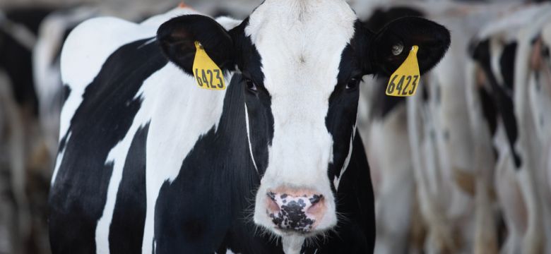 Dairy Hero Image